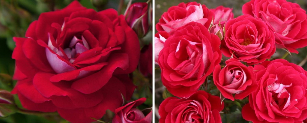 Роза миниатюрная `Corazon`®